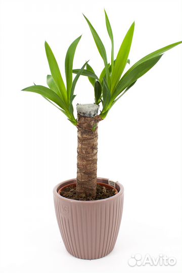 Юкка ствол 20 см в кашпо, цвет школадный