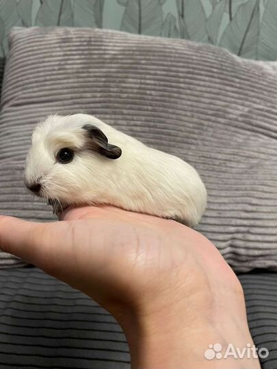 Морская свинка скинни