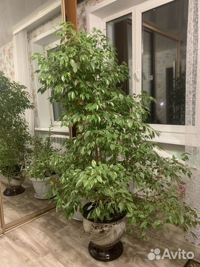 Комнатные растения