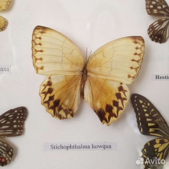 Засушенные бабочки в раме