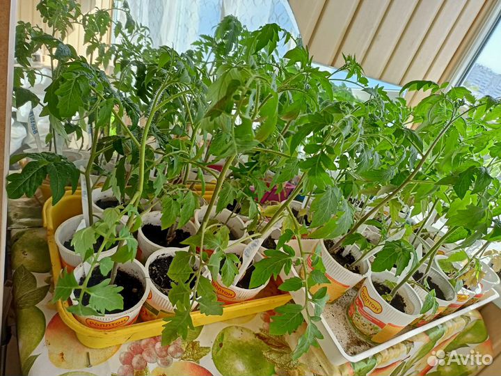 Рассада помидор продажа