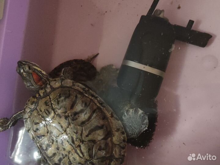 Красноухая черепаха