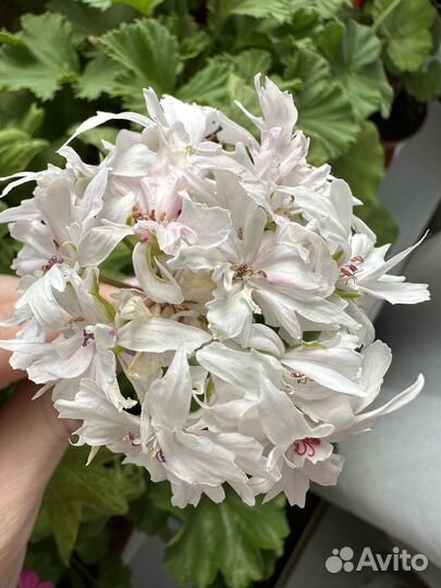 Герань Vektis Fineru (гвоздичная)