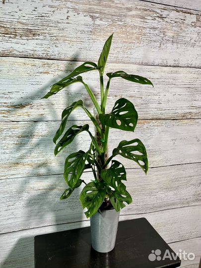 Монстера адансона (манки маск) на опоре