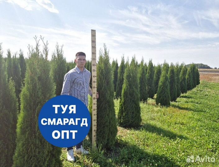 Туя смарагд рост 194,5 см /опт 150 шт