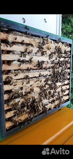 Продам мед оптом