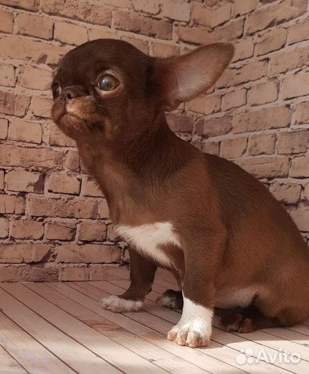 Чихуахуа девочка