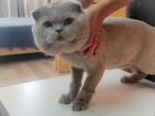 Гуманная стрижка кошки у вас дома объявление продам