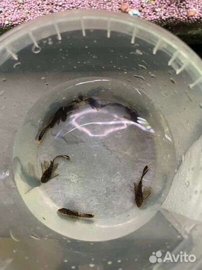 Анциструс вуалевый