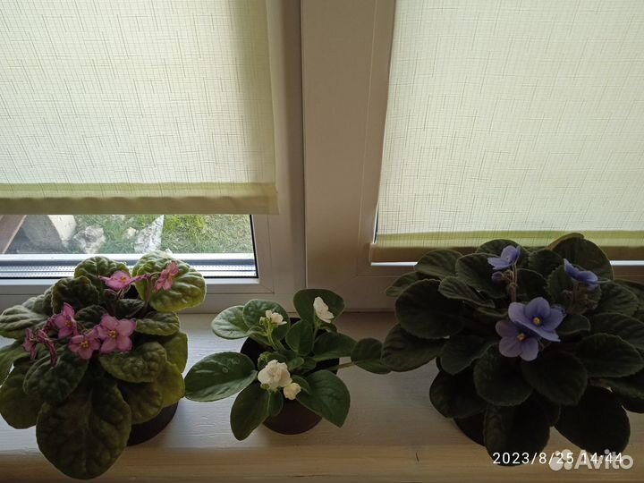 Цветущие фиалки