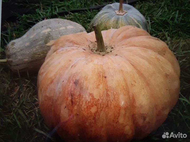 Тыква семена