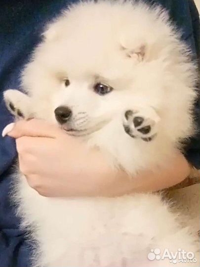 Японский шпиц