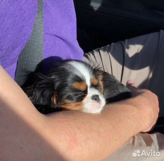 Спаниель королевский ккчс