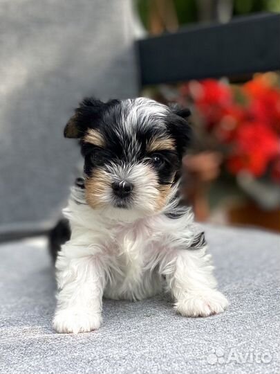 Красивые малыши Бивер терьер