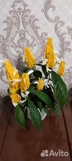 Пахистахис