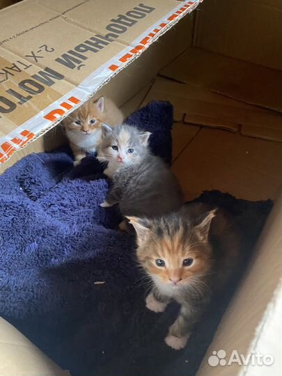 Кошечка, метис мейкун