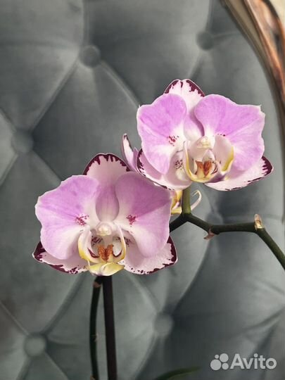 Орхидея фаленопсис бабочка