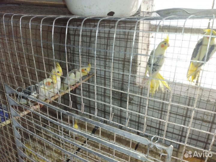 Продам молодых попугаев карелл