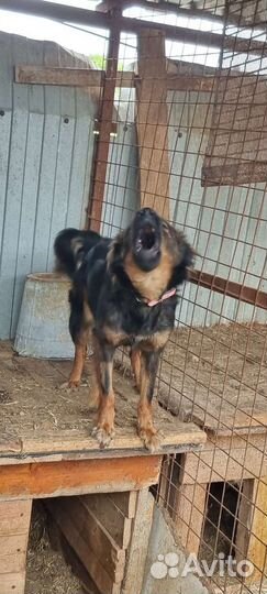 Собака Милана в добрые руки