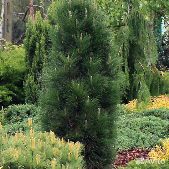 Сосны чёрные Спилберг,Грин Тауэр,Комет,Орегон Грин