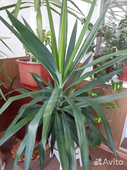 Юкка, монстера