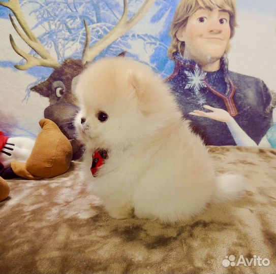 Супер шпиц мини на ладошке