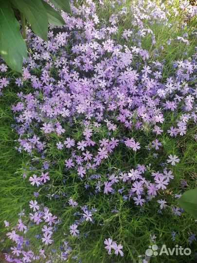 Флокс шиловидный