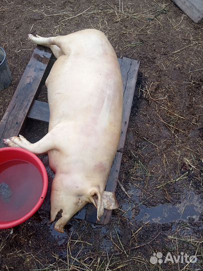 Продам сало домашнее