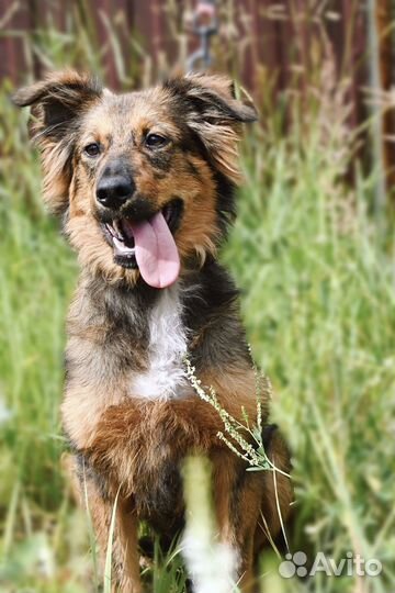 Ищу рыжику дом или передержку