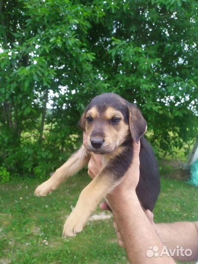 Продажа русских гончих