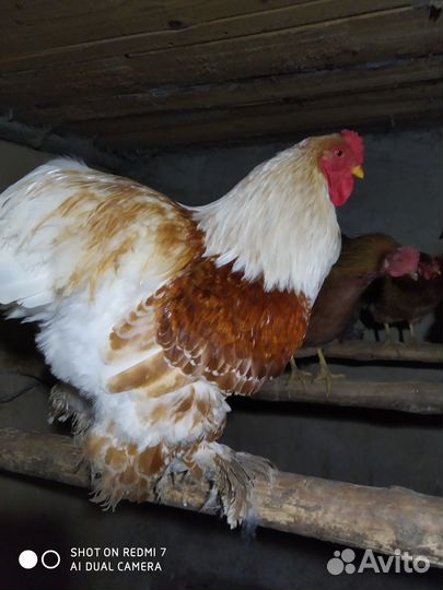 Куры домашние,возраст год, куры брама 4 + петух
