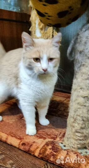 Ой как хочется домой нашей Лизоньке