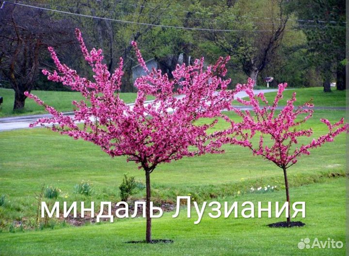 Сирень и миндаль на штамбе