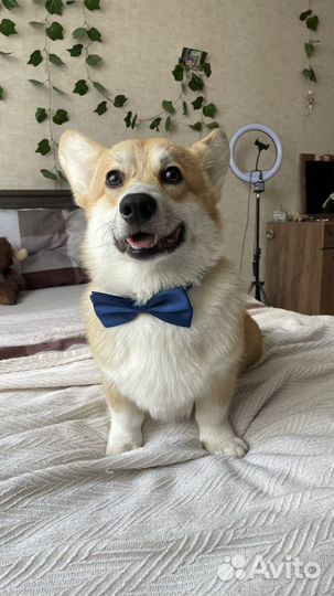 Вязка собак