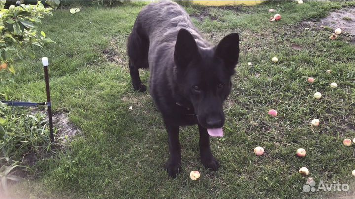 Немецкая овчарка