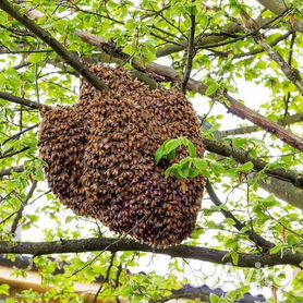 К чему снятся пчелы