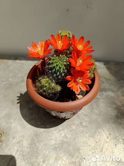 Цветущие кактусы, суккуленты