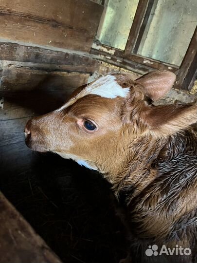 Бычки и быки