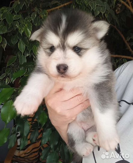 Помски мальчик флаффи