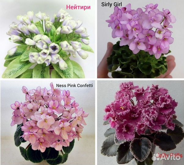 Фиалки мини