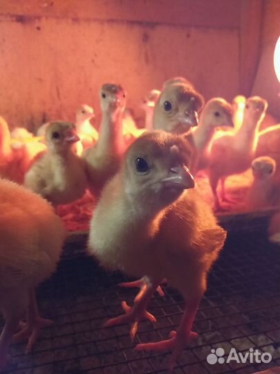 Индюшата хайбрид,бронза