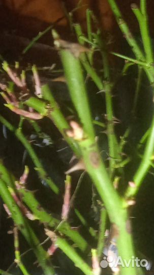 Саженцы розы Аспирин для 8 марта, зкс