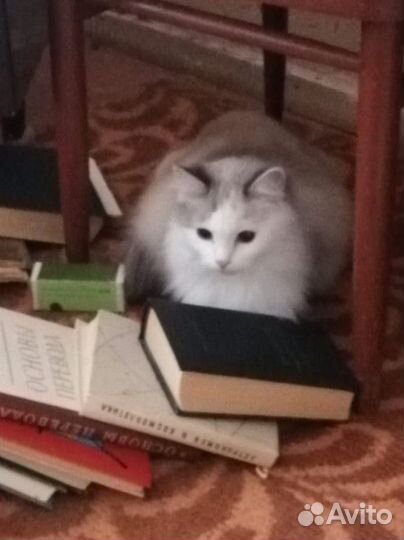Кошка в дар