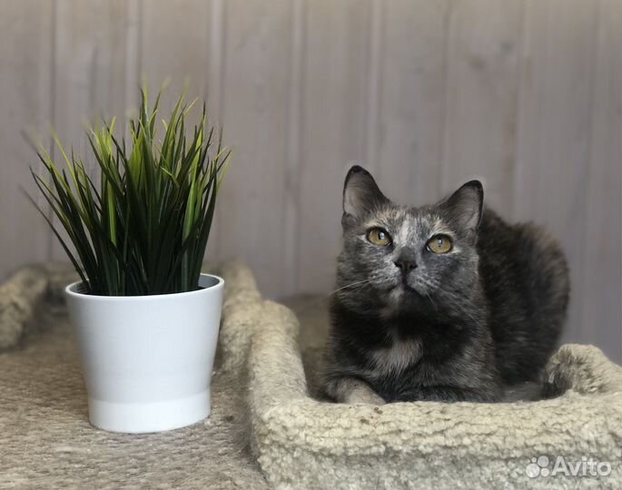Кошка