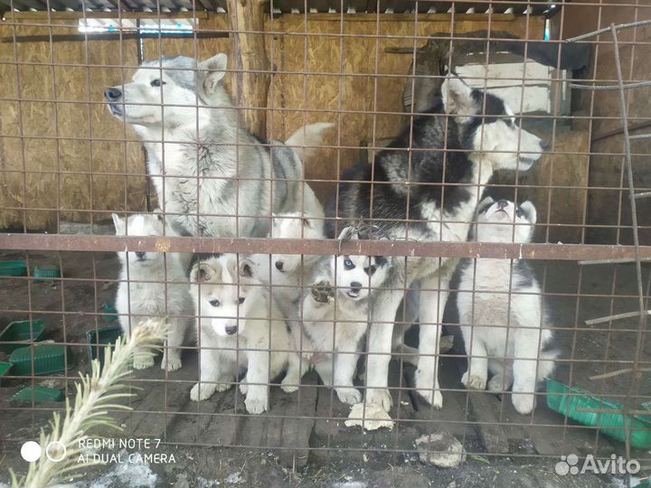 Щенки сибирской хаски