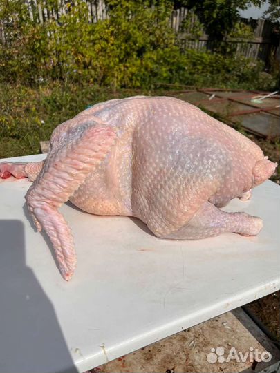 Индюки на мясо