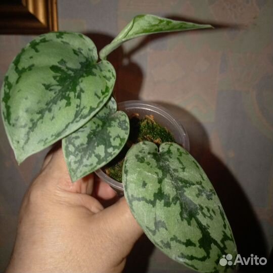 Сциндапсусы сортовые