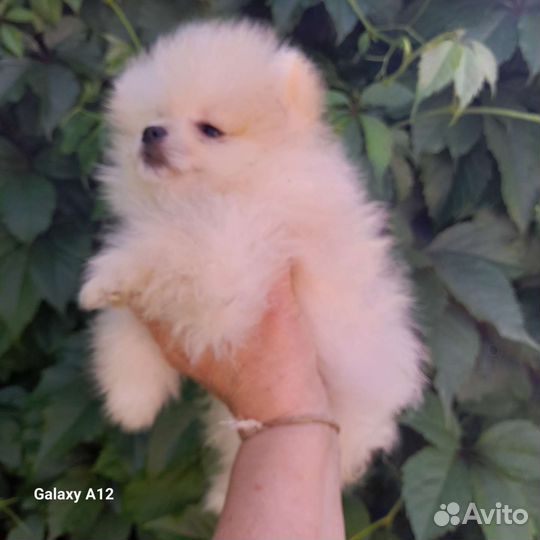 Карманная собачка