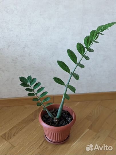 Замиокулькас