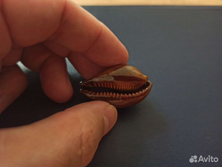 Морская раковина